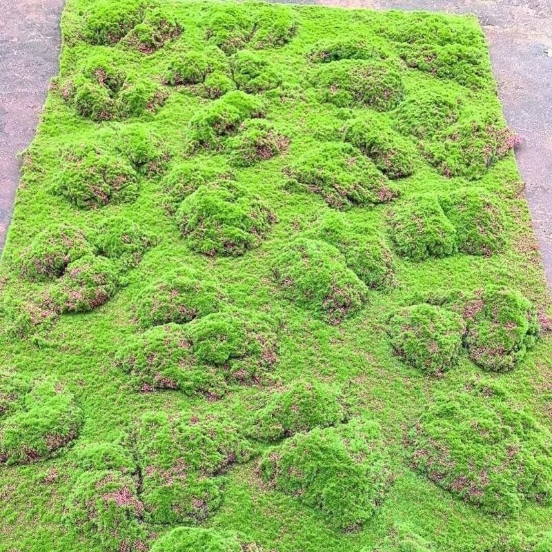 Decorative Background Green Wall Factory Wholesale Lawn Artificial Moss Turf for Modern Decor