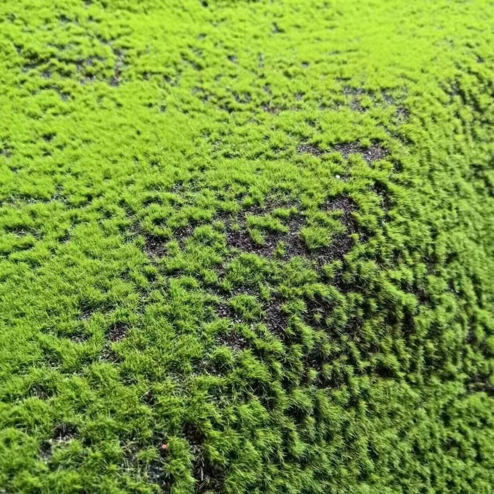 Decorative Background Green Wall Factory Wholesale Lawn Artificial Moss Turf for Modern Decor