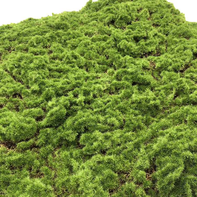 Decorative Background Green Wall Factory Wholesale Lawn Artificial Moss Turf for Modern Decor