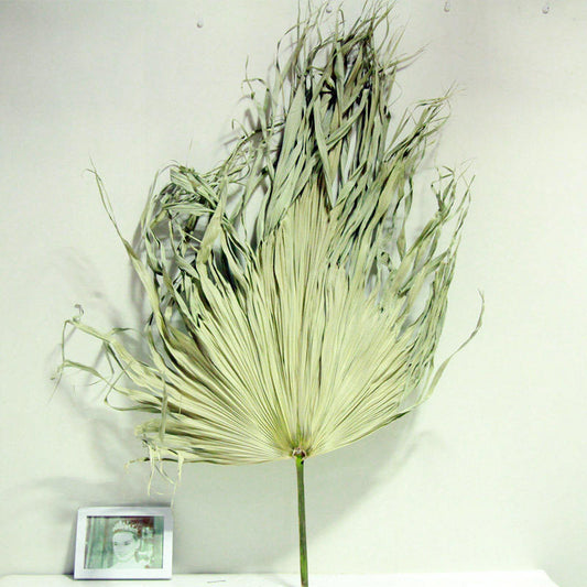 Natural Color Dried Flower Big Dried Palm Leaves for Wedding Decor